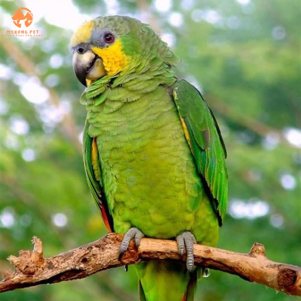 Mua Bán Vẹt Amazon Giá Tốt Tại TP.HCM